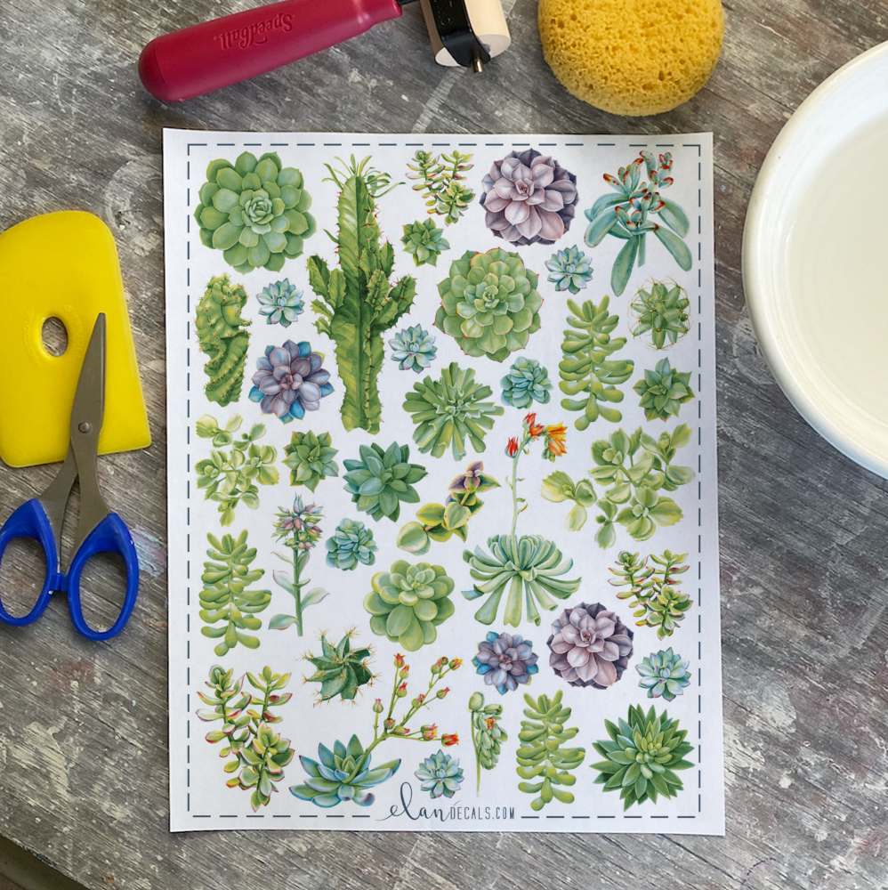 succulent decal Succulents
