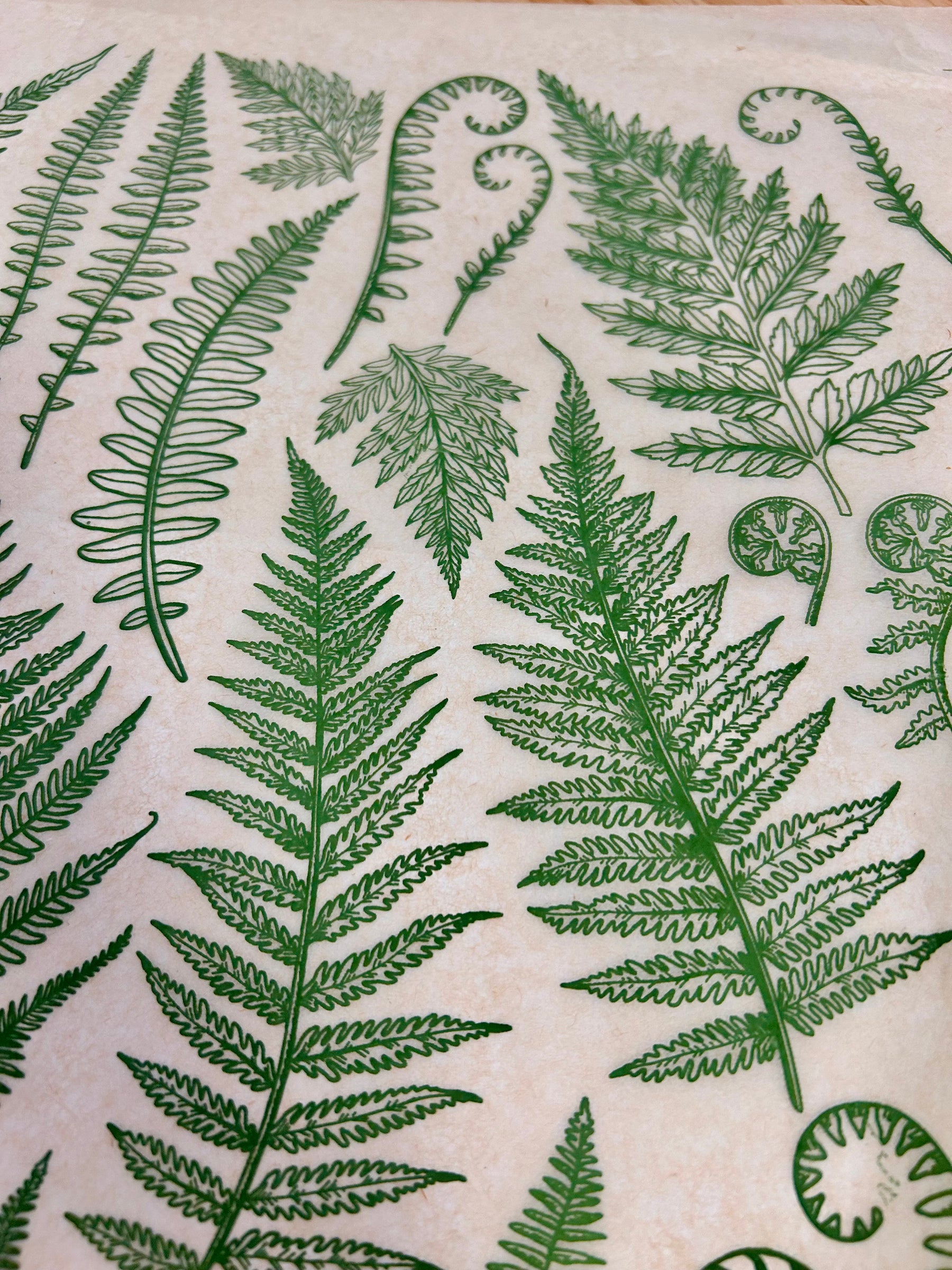 Jungle Ferns - Underglaze Transfer Sheet