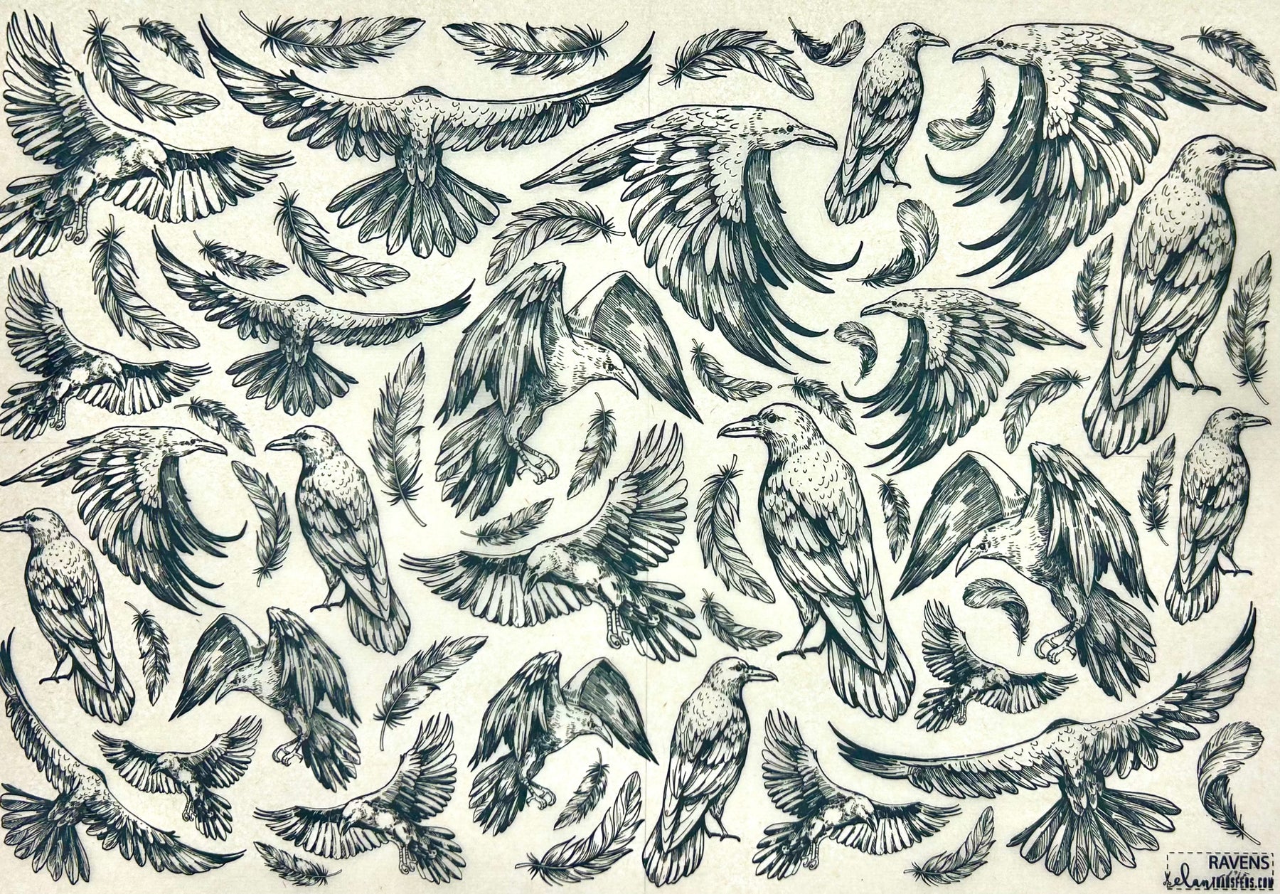 Ravens - Underglaze Transfer Sheet - Black