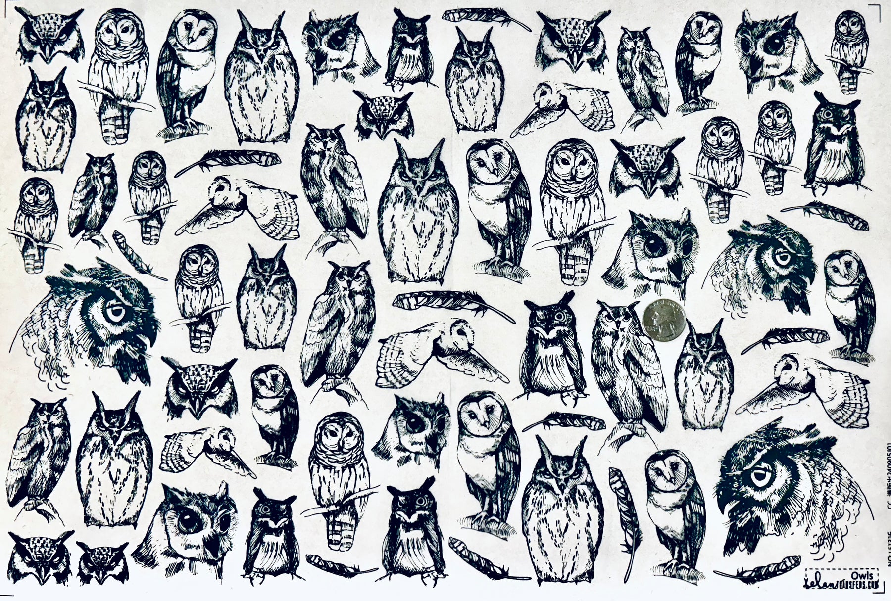 Owls - Underglaze Transfer Sheet - You Choose Color