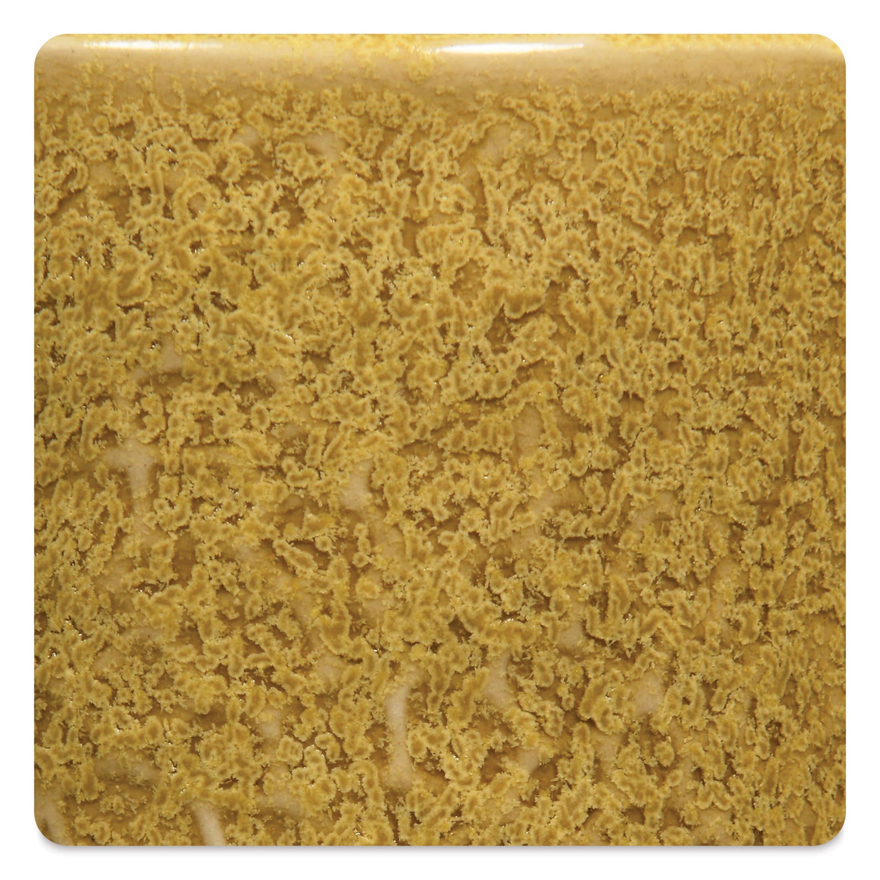 Coriander