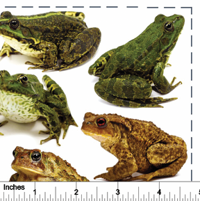 Toads from Photo - Overglaze Decal Sheet