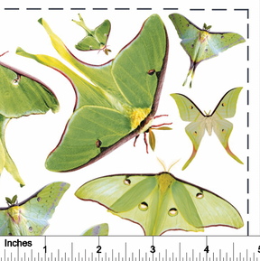 Luna Moth from Photo - Overglaze Decal Sheet